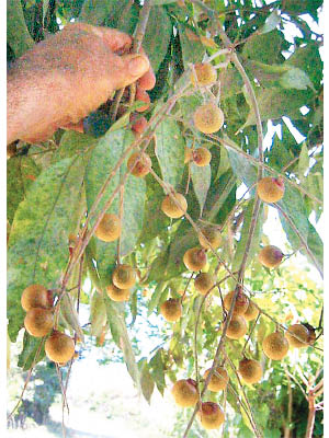 https://commons.wikimedia.org/wiki/File:Sapindus_saponaria-fruits-1.jpg