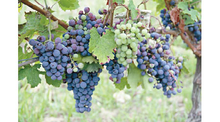 葡萄表面有一層霧狀酵母菌，代表其甜度仍高，暫不宜用來釀酒。