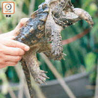 一看鱷龜「龜Sir」的外形，便知道牠攻擊力強，幸好牠生活在水池裏，與世無爭。