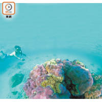 Pakgard灣內的珊瑚形狀多是圓碌碌，肥肥大大。
