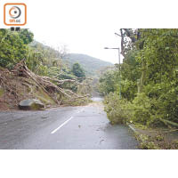 不少地區受強烈季候風吹襲，出現塌樹事故，有可能導致經濟損失，甚至危害人命。