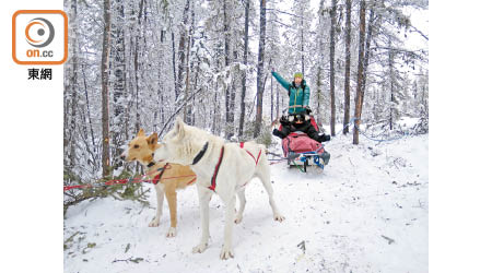 黃刀鎮的原住民以雪橇代步，已有過千年歷史。
