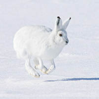 廣泛分布於北美的白靴兔有對巨大後腳掌，防止身體沉下雪中。