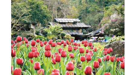 桃源仙谷擁有60萬株鬱金香，是三個園區之冠。