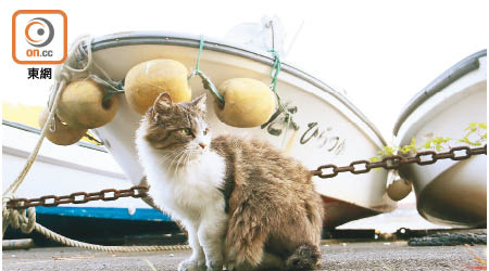 貓島最佳例子是宮城縣石卷市的田代島，島上居民大都為漁民，人口約80人，野貓卻過百隻。