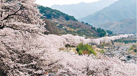 河東十里櫻花路是著名影花勝地，到訪時櫻花開得正盛。
