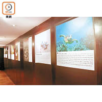 Al Bandar酒店內的Sanctuary Eco Centre會定期舉行有關海龜保育的講座。