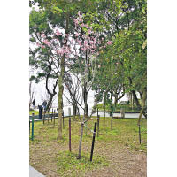 鰂魚涌公園種植了6株河津櫻，目前已有1株開花。