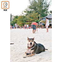 Pattaya海灘有不少狗，跟人一樣梳乎歎日光浴。