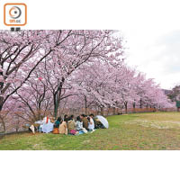 到訪半田山植物園時有微微雨，但依然有大班人於櫻花樹下野餐。