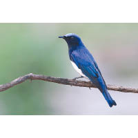 白腹姬鶲（Blue-and-white Flycatcher）<br>胸前的藍白交界明顯易見，屬於遷移性鳴鳥。