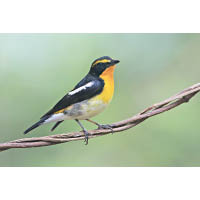 黃眉姬鶲（Narcissus Flycatcher）<br>鶲科姬鶲屬的鳥類，是日本的雀鳥。