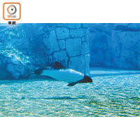黑白色的Commersons Dolphin活躍於南印度洋及部分南美洲沿岸海域。