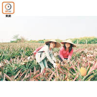 高雄大樹區為台灣最早種植菠蘿之地區，吸引不少旅客落田親手摘菠蘿。