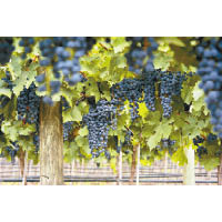 Malbec是阿根廷盛產的葡萄品種之一，色澤較深。