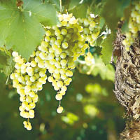 作為「新世界」的阿根廷，近年亦開始釀製白酒和烈酒。