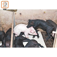 由於白豬BB產量較黑毛豬BB多，豬農特意將黑白豬BB混合哺養，以平衡飼養生態。