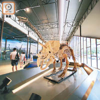 可先到資訊博覽館內，有多套仿恐龍化石，讓大家認識更多。