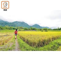 部落內可以看到一片金黃的稻田風景。