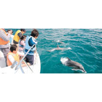 印太洋瓦鼻海豚喜愛跟人親近，不時會伸頭出海面跟你打招呼。