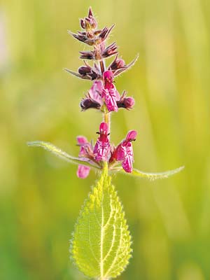 https://commons.wikimedia.org/wiki/File:Stachys_sylvatica_-_mets-n%C3%B5ian%C3%B5ges.jpg