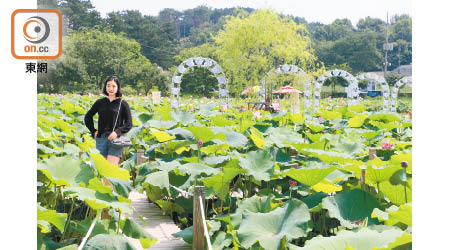 宮南池的周邊範圍是「薯童公園」，薯童是武王別名，因而得名。