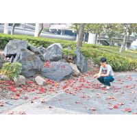 《紅花高掛天上》<br>遍地落花的景象，常見於4月街頭，藝術家用筆桿把眼前的景象記錄下來，詩意十足。