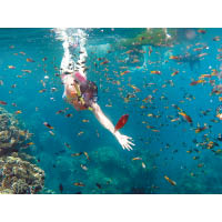 豆腐岬海底也頗多魚，都拜防波堤下的珊瑚礁所賜。