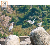 浦富海岸聚集了多種水鳥及海鷗來搵食。