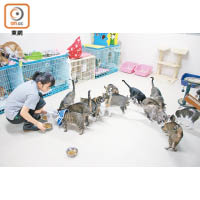 貓舍內有接近100隻貓咪，小朋友可與貓貓互動。