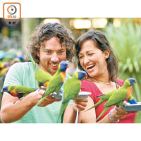 每日上午8時及下午4時，動物園都有吸蜜鸚鵡（Lorikeet）餵食時間。