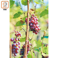 9、10月正是收成季節，粒粒飽滿的葡萄四處可見。