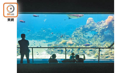 面對鯊魚灣高3米、長度無限延伸的玻璃魚缸，如不是呼吸暢順，真有一刻以為置身海中。