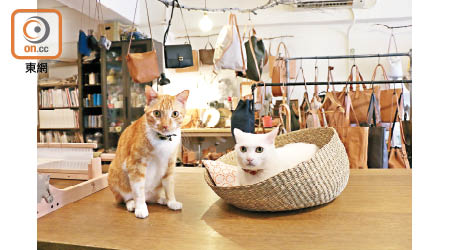 得到小吉（左）與小白（右）坐鎮，店舖的人氣大增，因不少貓奴會登門探望。