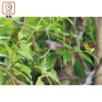 一些蝴蝶的寄生植物被特意栽種於龍虎山內，以吸引鳳蝶和蛺蝶產卵。