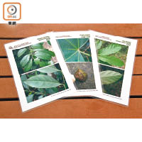 該會特意製作這些植物圖卡，分別展示某植物的原圖及其特殊部位的放大圖。