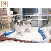Tommy於家中設有氧氣室，以紓緩愛犬病發時的痛苦。