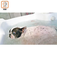 為了改善Bubi的病情，Tommy會定時讓愛犬在家中浸浴。