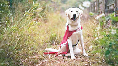 Holly是去年首胎在香港出生的本地繁殖導盲犬，其母親Yoyo曾參演電視劇。