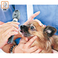 Pulsevet上門獸醫的服務範圍甚廣，除了一般診症，也包括健康檢查。