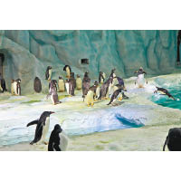 在國內芸芸水族館中算是稀客的小企鵝，笨拙的動作令在場的旅客笑逐顏開。