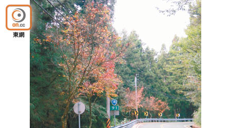 阿里山紅葉較集中在阿里山公路91公里路段附近，踏入12月上旬時一定更見鮮紅。