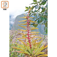 山上常見植物鐵蘭花（學名Tillandsia Fendleri），為南美國家十分常見的植物之一，雖屬鳳梨科植物，但唔食得o架。
