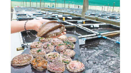 南非East London的Wild Coast Abalone，為官方認可鮑魚養殖場，佔地約20公頃，當地海域被評為天然災害免疫區，優質環境有利鮑魚生長，置於戶外的養殖箱，每個放有過千鮑魚苗，每年能出口約200噸鮑魚。