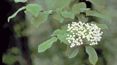 https://upload.wikimedia.org/wikipedia/commons/9/95/White_flowers_and_green_leaves_of_a_blackhaw_tree_viburnum_prunfolium.jpg