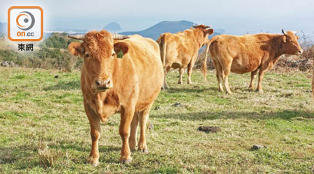 皮毛棕黃色的韓牛，短角兼頭頂有一束鬈毛，樣子非常可愛。