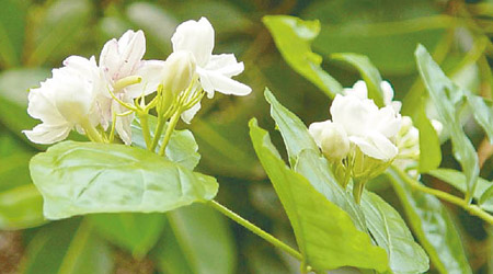 https://zh.wikipedia.org/wiki/File:Arabian-Jasmine.JPG