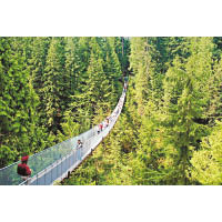 離地70米的Capilano吊橋，上到去可欣賞加國最引以為傲的壯觀山林景色。但行上去時搖搖吓，細膽人士敢唔敢挑機？