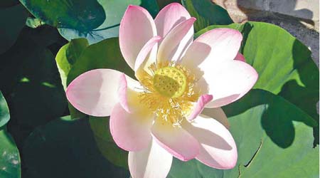 https://commons.wikimedia.org/wiki/File:Fleur_de_lotus.jpg