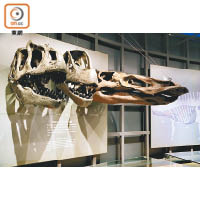 恐龍骨骼和肌肉運作也有詳細介紹。
